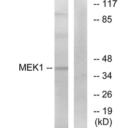 Western Blot - Anti-MEK1 Antibody (B7148) - Antibodies.com