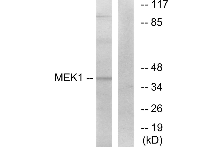 Western Blot - Anti-MEK1 Antibody (B7148) - Antibodies.com