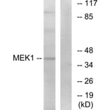 Western Blot - Anti-MEK1 Antibody (B7148) - Antibodies.com