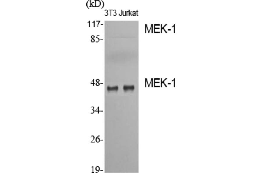 Western Blot - Anti-MEK1 Antibody (B7148) - Antibodies.com