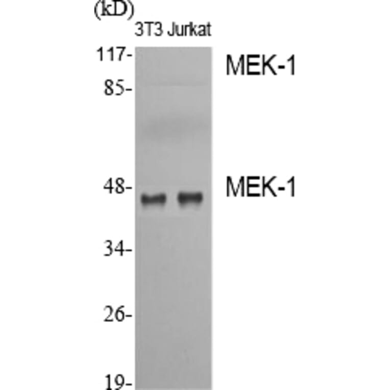 Western Blot - Anti-MEK1 Antibody (B7148) - Antibodies.com