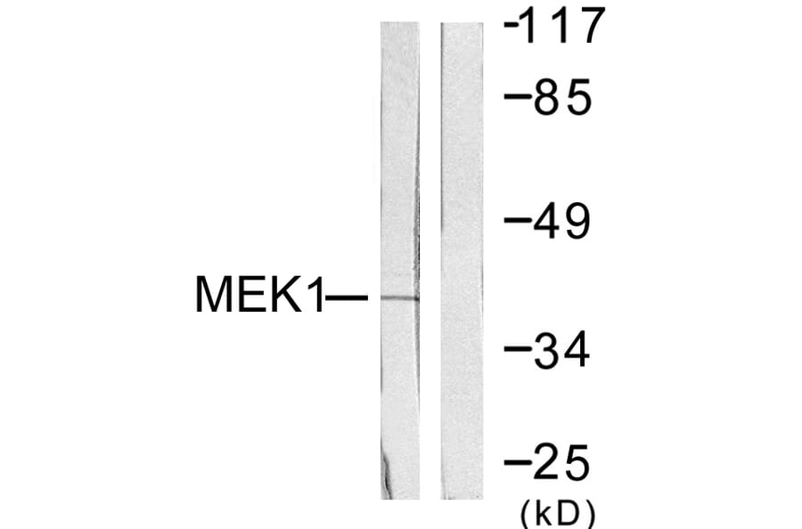 Western Blot - Anti-MEK1 Antibody (B0681) - Antibodies.com