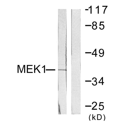 Western Blot - Anti-MEK1 Antibody (B0681) - Antibodies.com