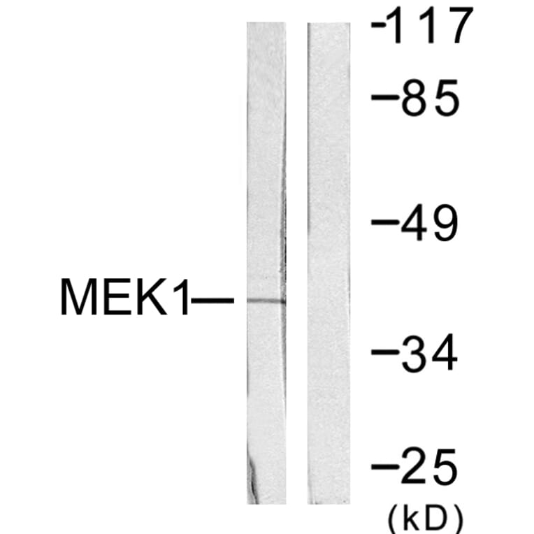 Western Blot - Anti-MEK1 Antibody (B0681) - Antibodies.com