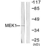 Western Blot - Anti-MEK1 Antibody (B0681) - Antibodies.com