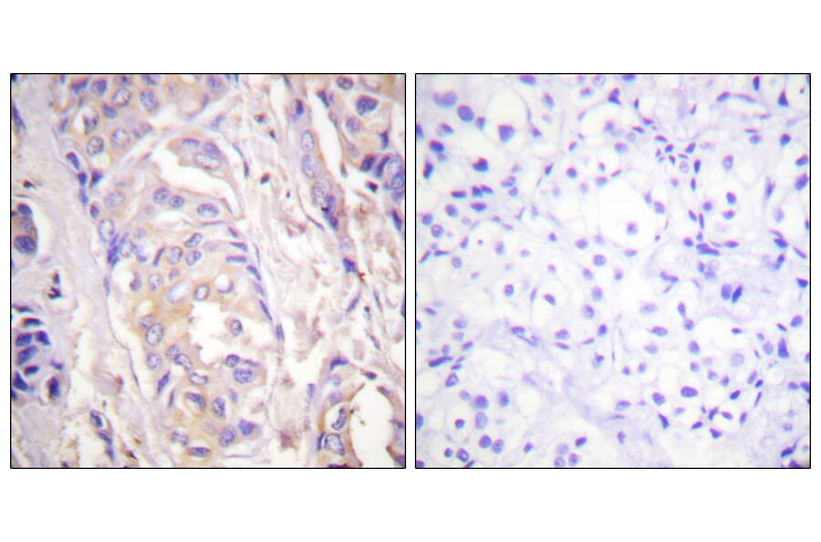 Immunohistochemistry - Anti-MEK1 Antibody (B0681) - Antibodies.com