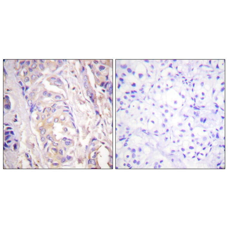 Immunohistochemistry - Anti-MEK1 Antibody (B0681) - Antibodies.com