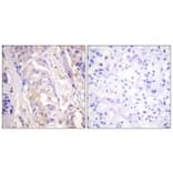Immunohistochemistry - Anti-MEK1 Antibody (B0681) - Antibodies.com