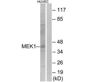Western Blot - Anti-MEK1 Antibody (B0680) - Antibodies.com