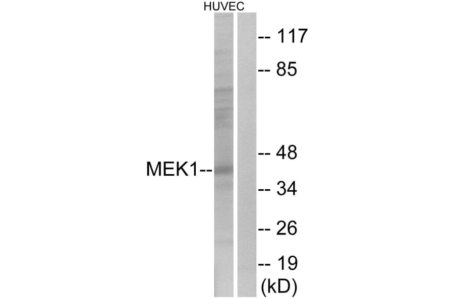 Western Blot - Anti-MEK1 Antibody (B0680) - Antibodies.com