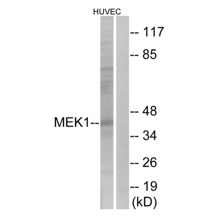 Western Blot - Anti-MEK1 Antibody (B0680) - Antibodies.com