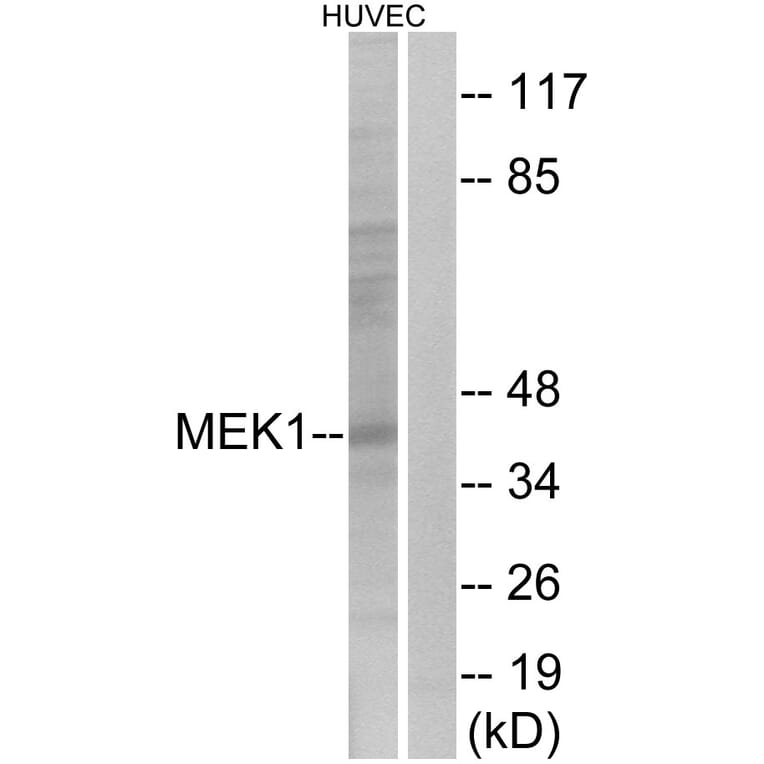 Western Blot - Anti-MEK1 Antibody (B0680) - Antibodies.com
