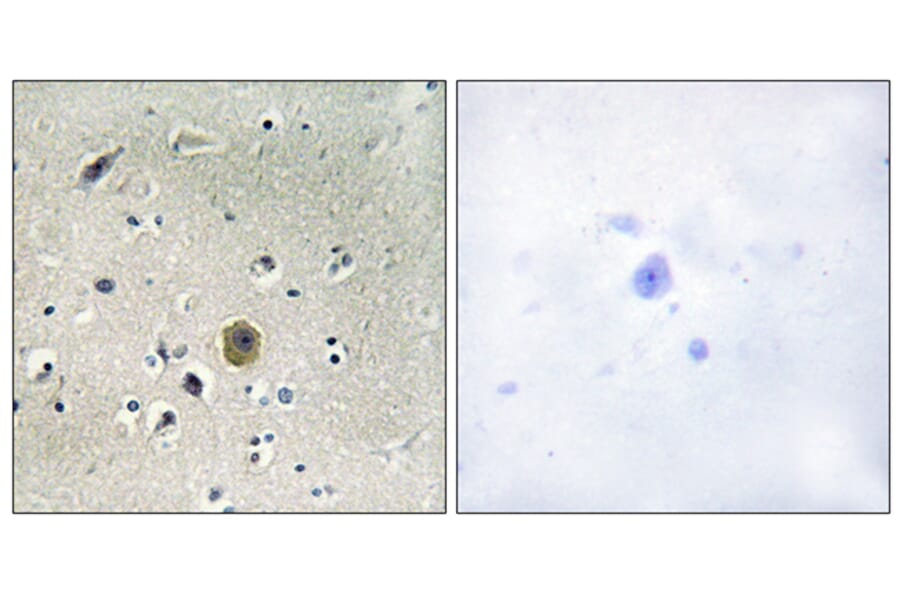 Immunohistochemistry - Anti-MEK1 Antibody (B0680) - Antibodies.com