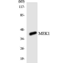 Western Blot - Anti-MEK1 Antibody (R12-3013) - Antibodies.com