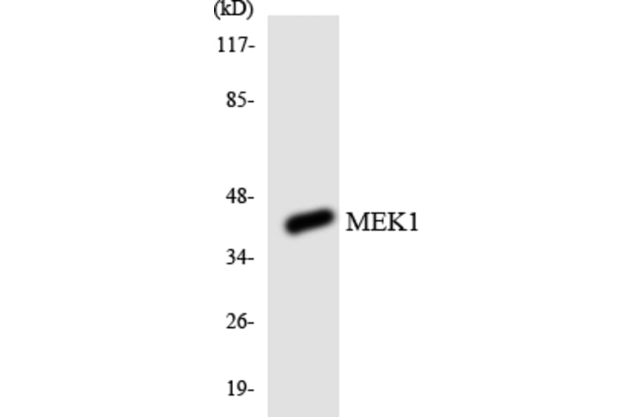 Western Blot - Anti-MEK1 Antibody (R12-3013) - Antibodies.com
