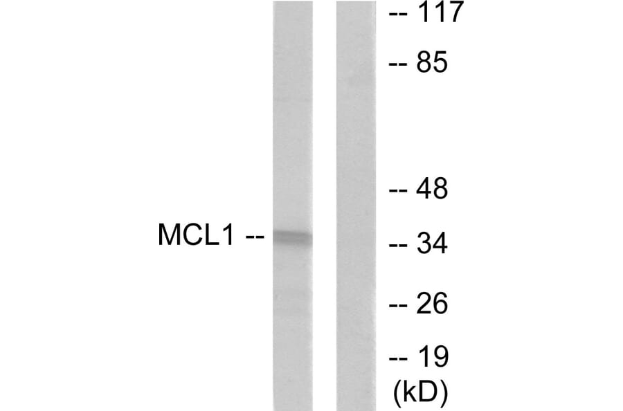 Western Blot - Anti-MCL1 Antibody (C0258) - Antibodies.com