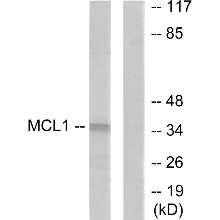 Western Blot - Anti-MCL1 Antibody (C0258) - Antibodies.com