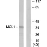 Western Blot - Anti-MCL1 Antibody (C0258) - Antibodies.com