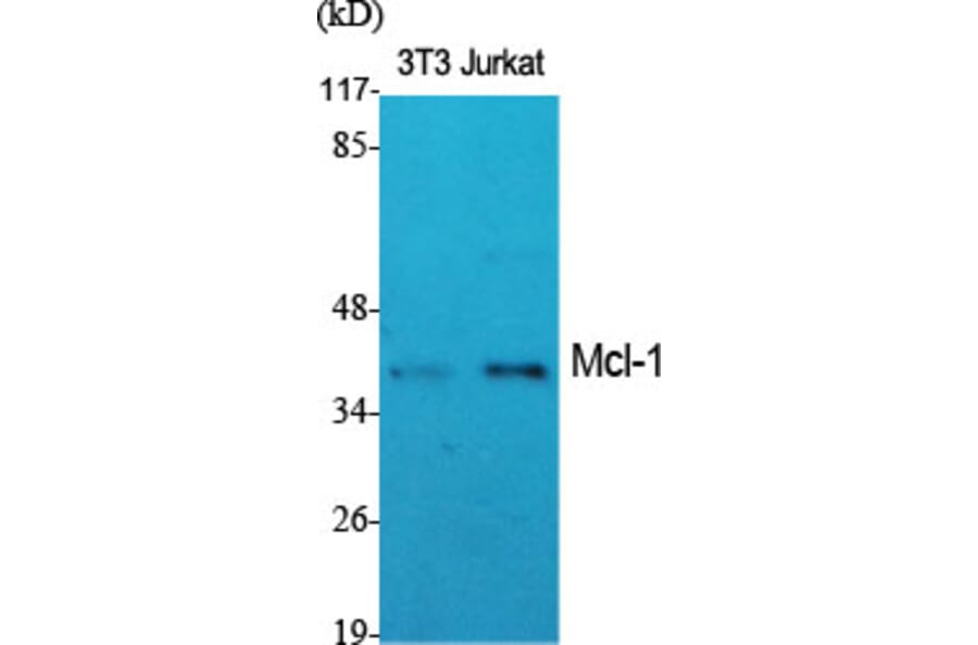Western Blot - Anti-MCL1 Antibody (C0258) - Antibodies.com