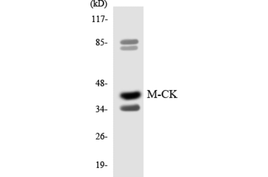 Western Blot - Anti-M-CK Antibody (R12-3006) - Antibodies.com