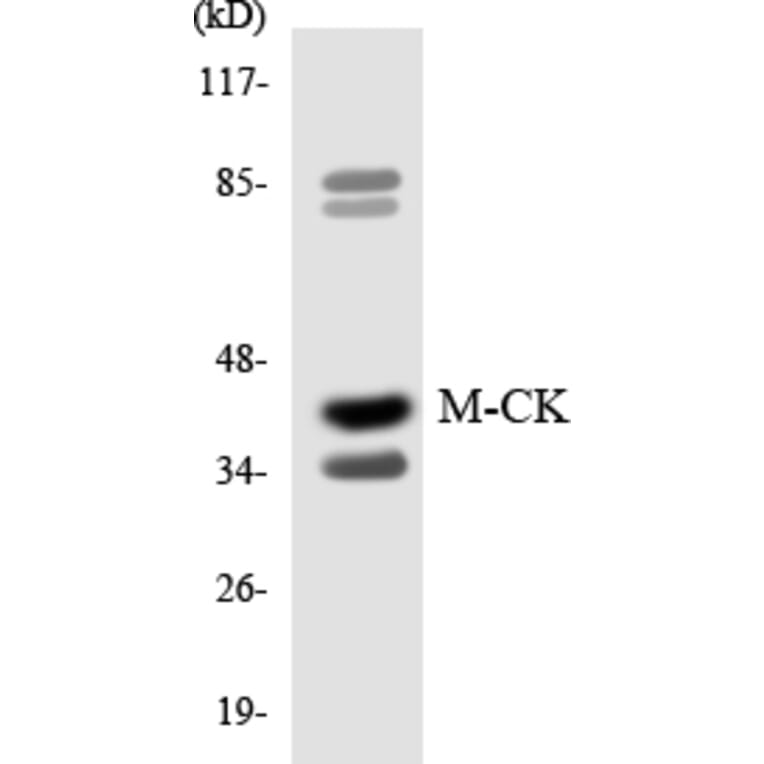 Western Blot - Anti-M-CK Antibody (R12-3006) - Antibodies.com