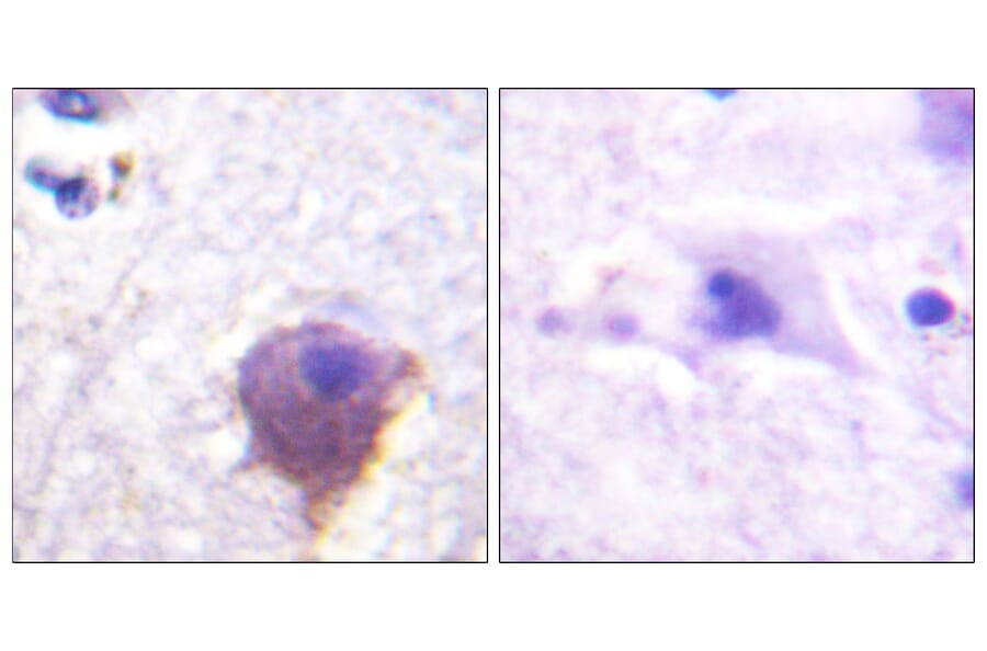 Immunohistochemistry - Anti-MAP4 Antibody (B1092) - Antibodies.com