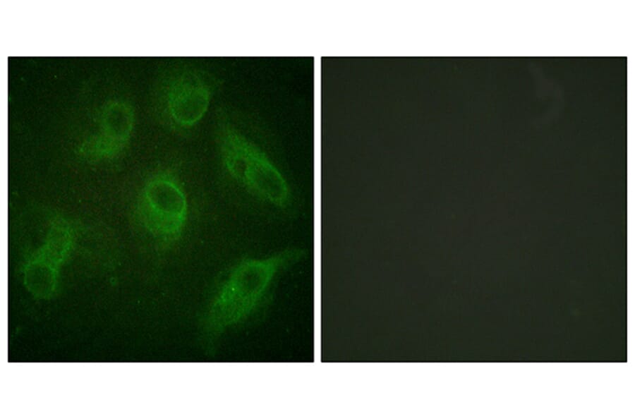 Immunofluorescence - Anti-MAP4 Antibody (B1092) - Antibodies.com