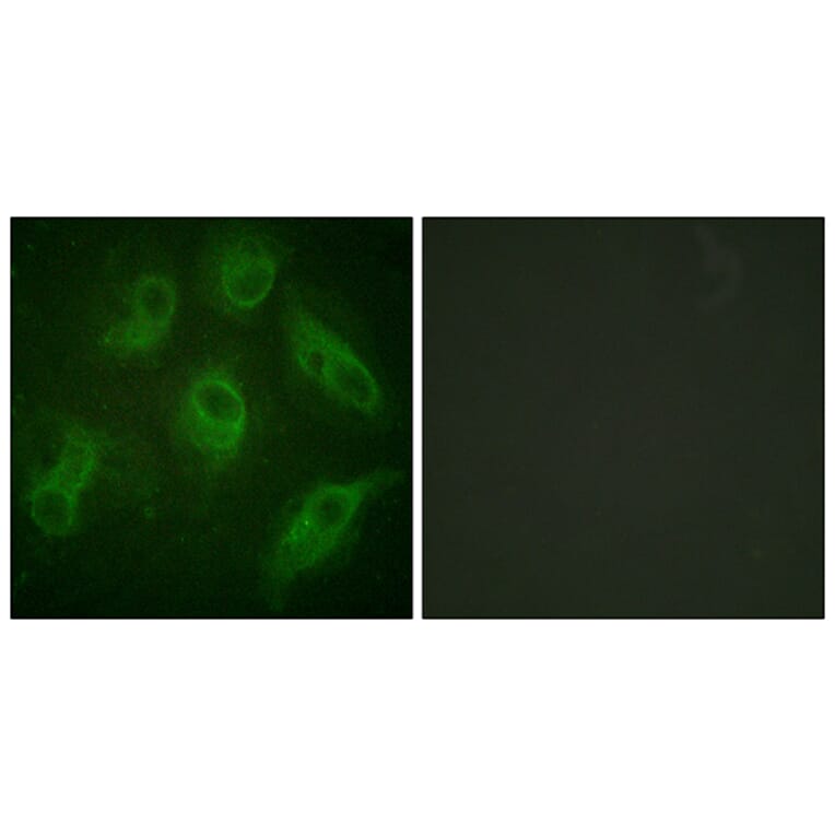 Immunofluorescence - Anti-MAP4 Antibody (B1092) - Antibodies.com