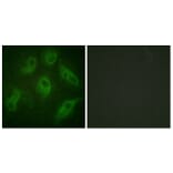 Immunofluorescence - Anti-MAP4 Antibody (B1092) - Antibodies.com
