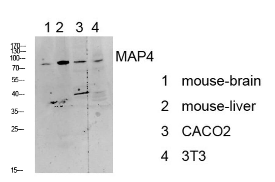 Western Blot - Anti-MAP4 Antibody (B1092) - Antibodies.com