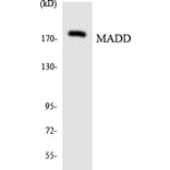 Western Blot - Anti-MADD Antibody (R12-2984) - Antibodies.com