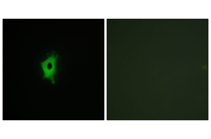 Immunofluorescence - Anti-LEG2 Antibody (C13076) - Antibodies.com