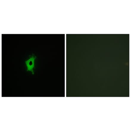 Immunofluorescence - Anti-LEG2 Antibody (C13076) - Antibodies.com