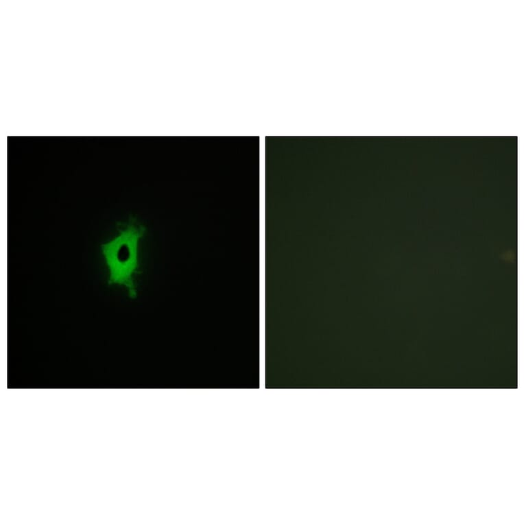 Immunofluorescence - Anti-LEG2 Antibody (C13076) - Antibodies.com
