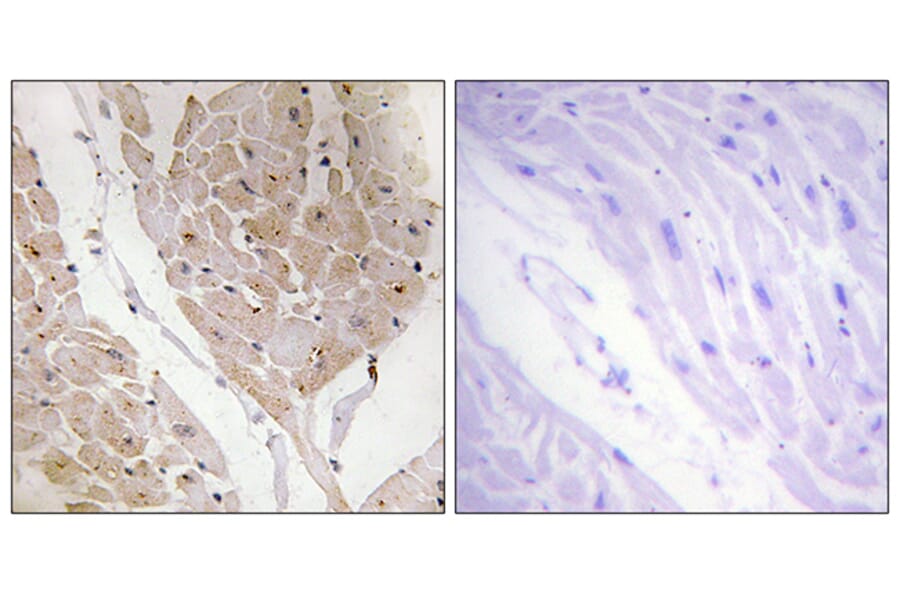 Immunohistochemistry - Anti-LEG2 Antibody (C13076) - Antibodies.com