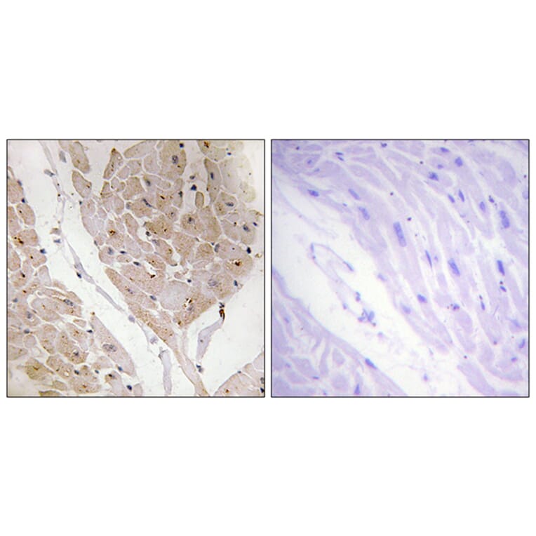 Immunohistochemistry - Anti-LEG2 Antibody (C13076) - Antibodies.com
