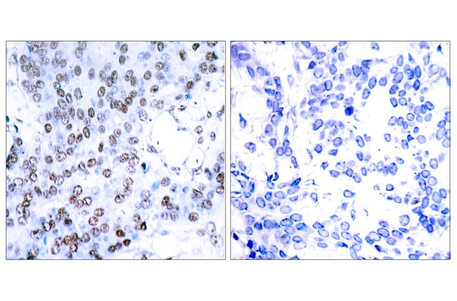 Immunohistochemistry - Anti-JunB Antibody (B7136) - Antibodies.com