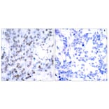 Immunohistochemistry - Anti-JunB Antibody (B7136) - Antibodies.com