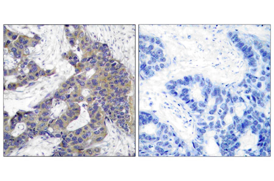 Immunohistochemistry - Anti-JAK2 Antibody (B7126) - Antibodies.com