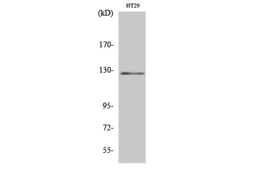 Western Blot - Anti-JAK2 Antibody (B7126) - Antibodies.com