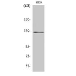 Western Blot - Anti-JAK2 Antibody (B7126) - Antibodies.com