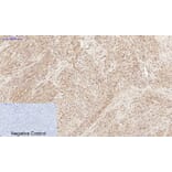 Immunohistochemistry - Anti-JAK2 Antibody (B7126) - Antibodies.com