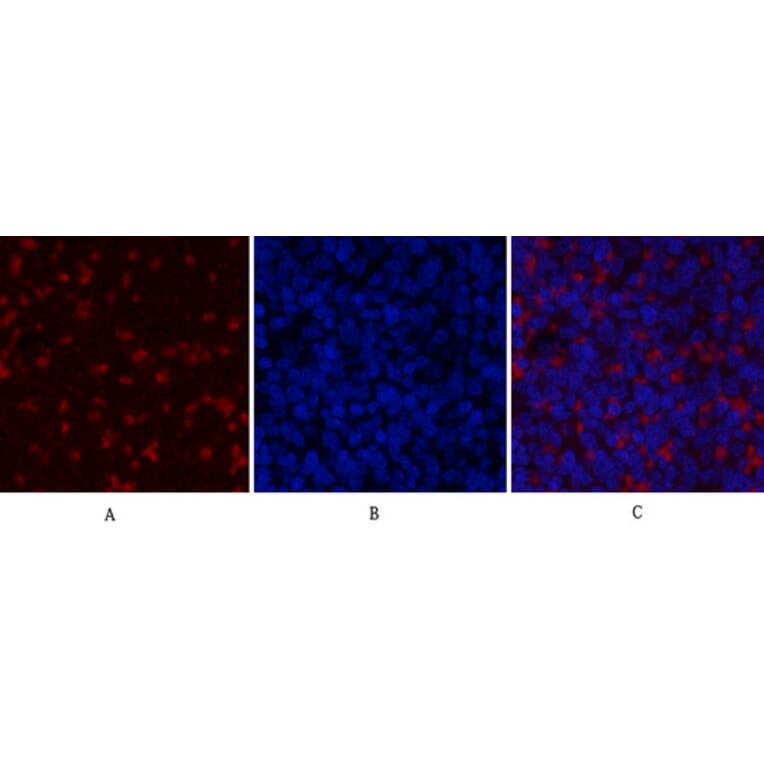 Immunofluorescence - Anti-JAK2 Antibody (B7126) - Antibodies.com