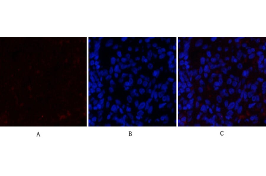 Immunofluorescence - Anti-JAK2 Antibody (B7126) - Antibodies.com