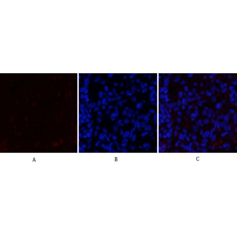 Immunofluorescence - Anti-JAK2 Antibody (B7126) - Antibodies.com