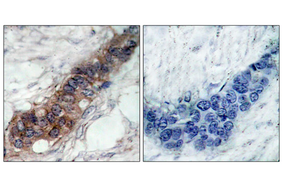 Immunohistochemistry - Anti-JAK2 Antibody (B7127) - Antibodies.com