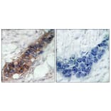 Immunohistochemistry - Anti-JAK2 Antibody (B7127) - Antibodies.com
