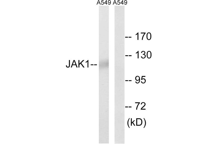 Western Blot - Anti-JAK1 Antibody (B7125) - Antibodies.com