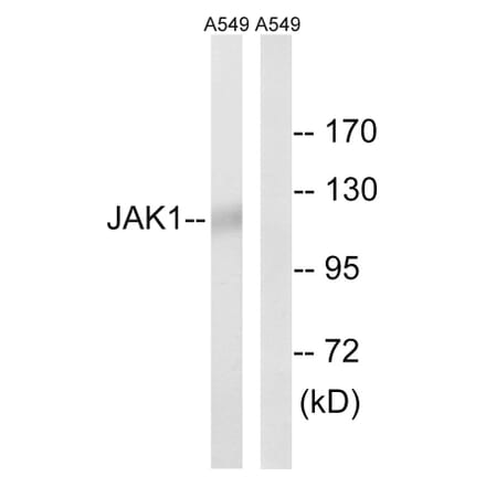 Western Blot - Anti-JAK1 Antibody (B7125) - Antibodies.com