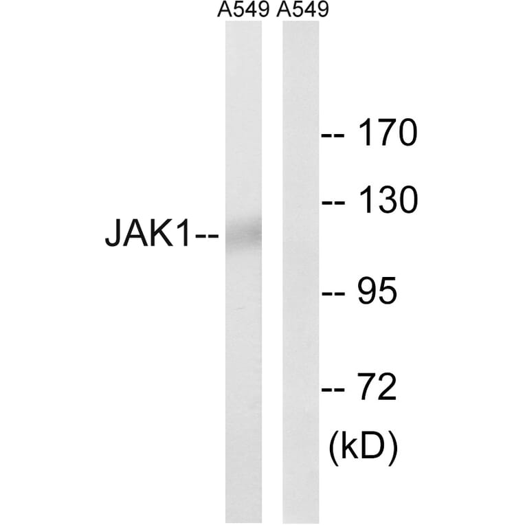 Western Blot - Anti-JAK1 Antibody (B7125) - Antibodies.com
